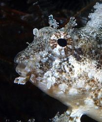 Highfin sabretooth blenny taken on the Rosalie Moller wit... by Nikki Van Veelen 